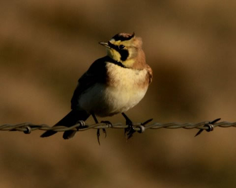 Pájaros Songbirds Femeninos - Actualizaciones Científicas - Science NetLinks